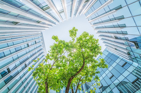 A tree inside of a building